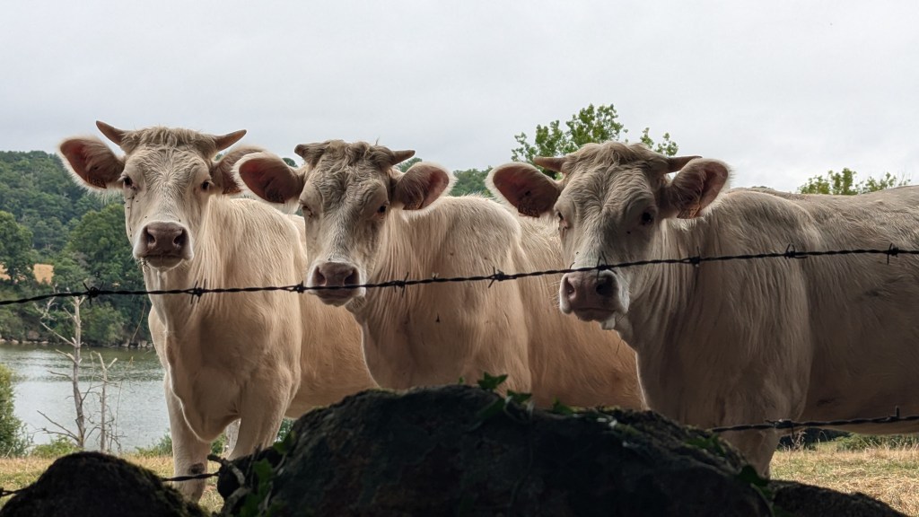 Le Mucche in Normandia: Amore e&nbsp;Relax